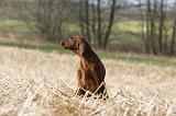 SETTER IRLANDAIS 357